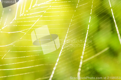 Image of image of the spider web with water drops