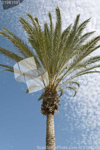 Image of Palm Tree