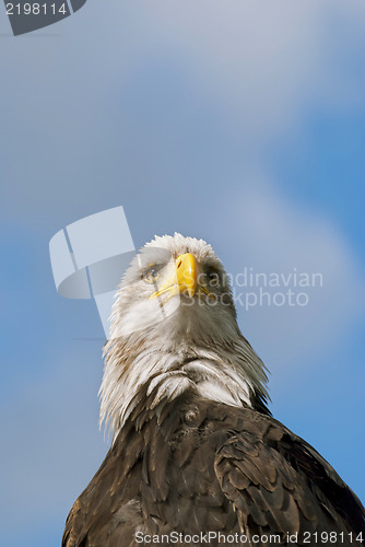 Image of Bald Eagle