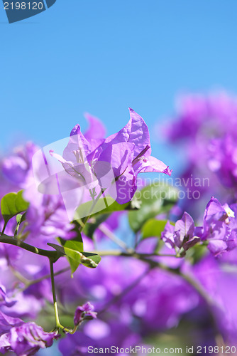 Image of Bougainvillea