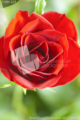 Image of Red Rose