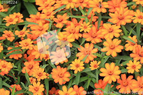 Image of Orange Flowers