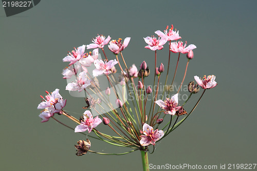 Image of Butomus flower