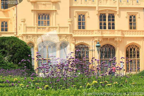 Image of Flowering Verbena