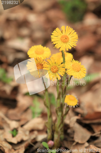 Image of Coltsfoot