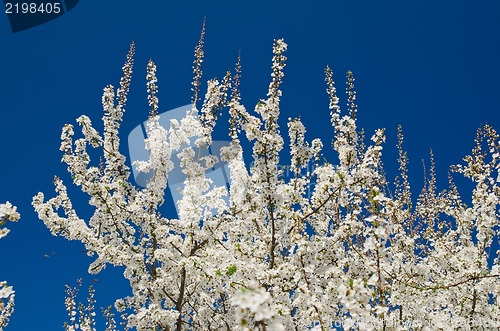Image of Blooming spring tree branches with white flowers over blue sky