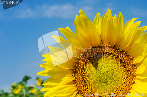 Image of sunflower close up on field