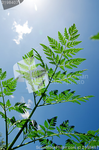 Image of green grass