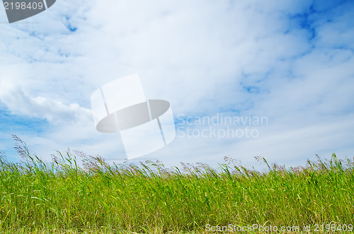 Image of green grass under blue sky