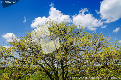 Image of spring tree under clouds