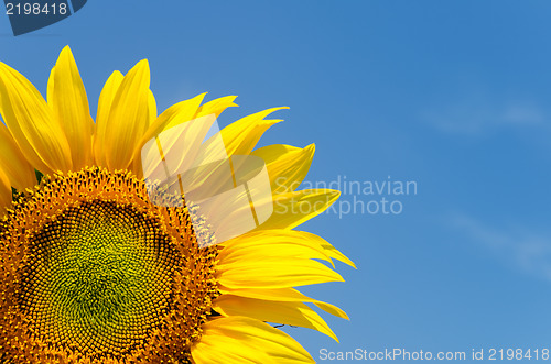 Image of yellow sunflower on clear sky