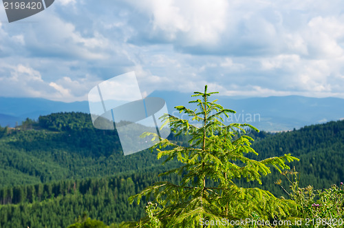 Image of Pine tree closeup over mountain Carpathians