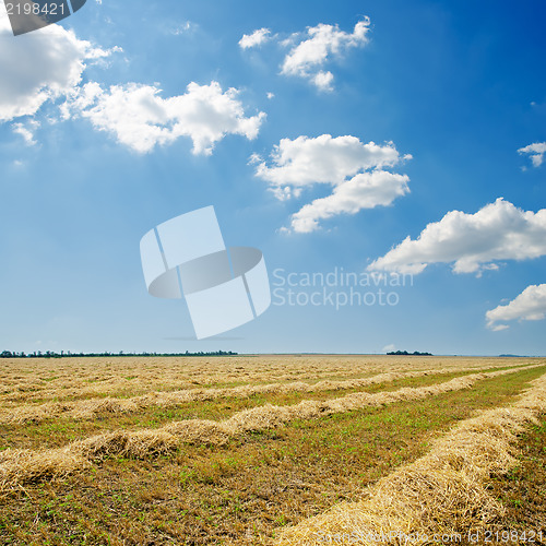 Image of harvest in windrows and sunny sky with clouds