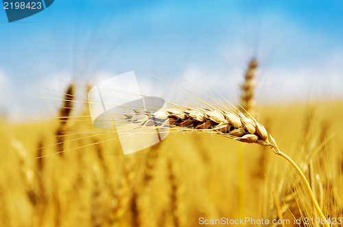 Image of golden harvest close up