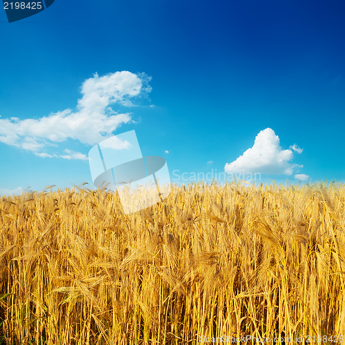 Image of golden harvest on field under deep blue sky