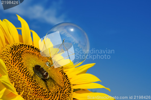 Image of old light bulb and sunflower