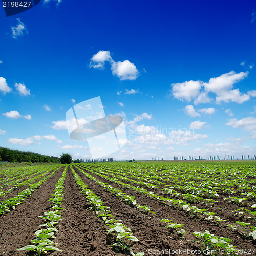 Image of field with green sunflowers under cloudy sky