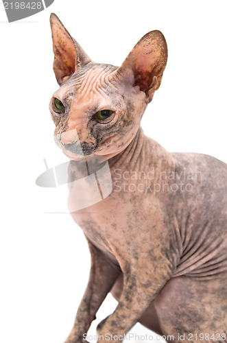 Image of Young Don Sphynx