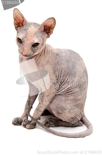 Image of Young Don Sphynx