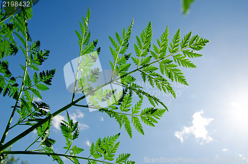 Image of green grass with sun