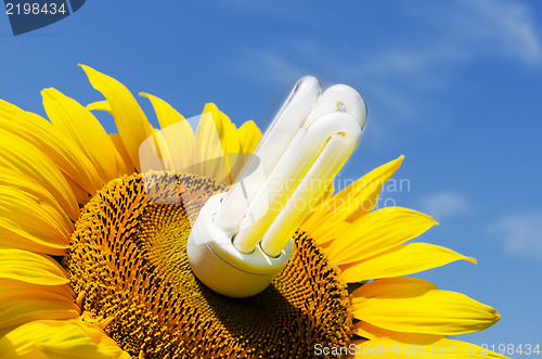 Image of energy saving lamp in sunflower