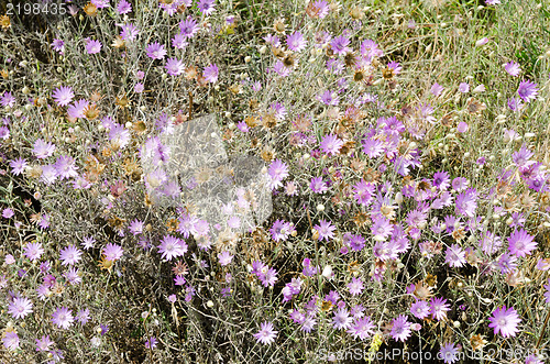 Image of violet flowers on meadow