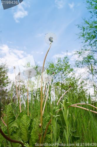 Image of old dandelion in green grass field and blue sky