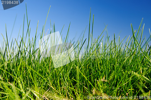Image of Green grass and blue sky with clouds