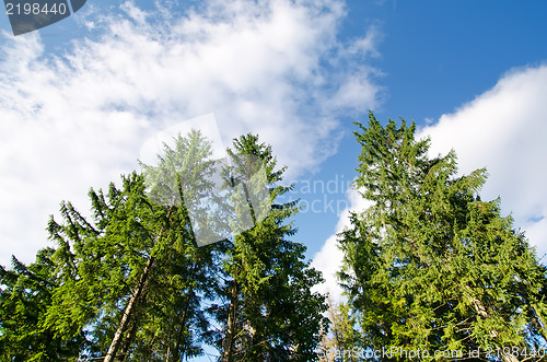Image of pine forest under deep blue sky in mountain Carpathians