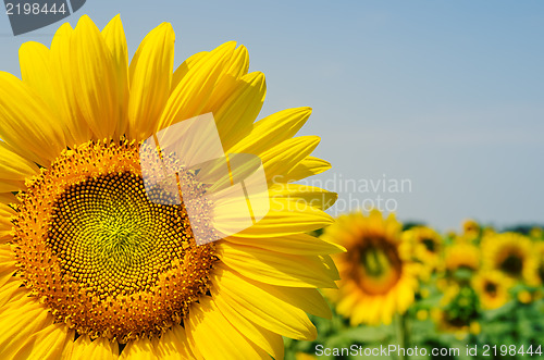 Image of part of sunflower over field