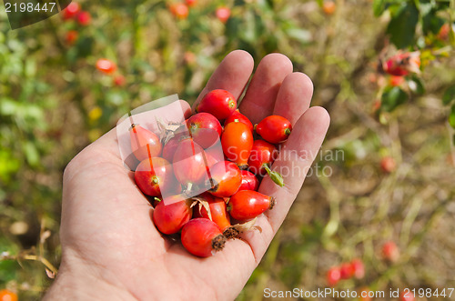 Image of dog-rose in hand