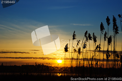 Image of sunset over river with canes