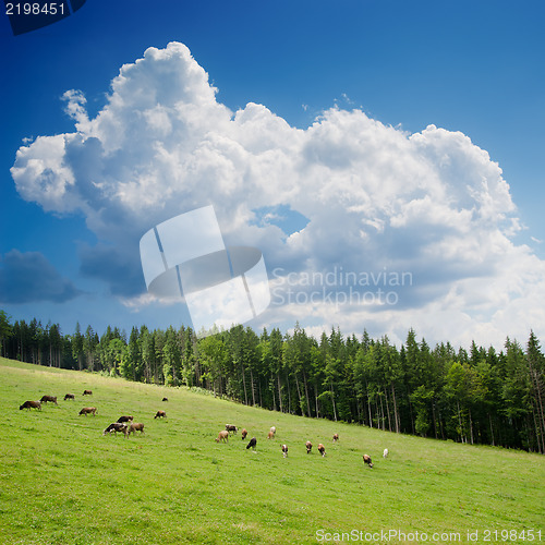 Image of Beautiful green mountain landscape with trees in Carpathians
