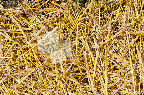 Image of straw closeup as background