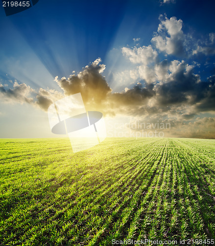 Image of sunset over agricultural green field