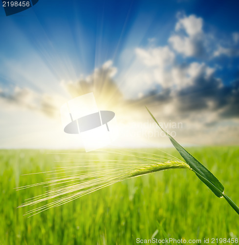 Image of green ear over field and sunset