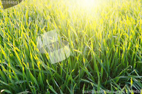 Image of grass under sunny