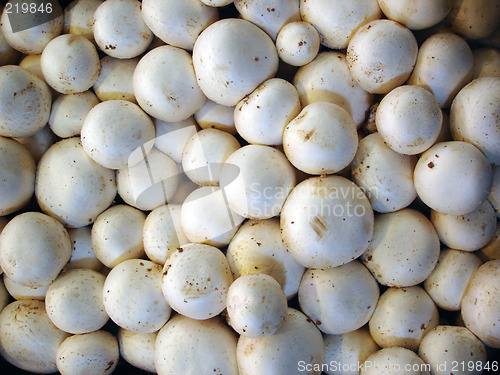 Image of Mushroom background