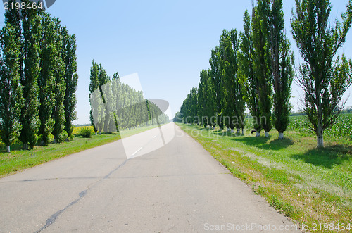 Image of road to horizon in trees