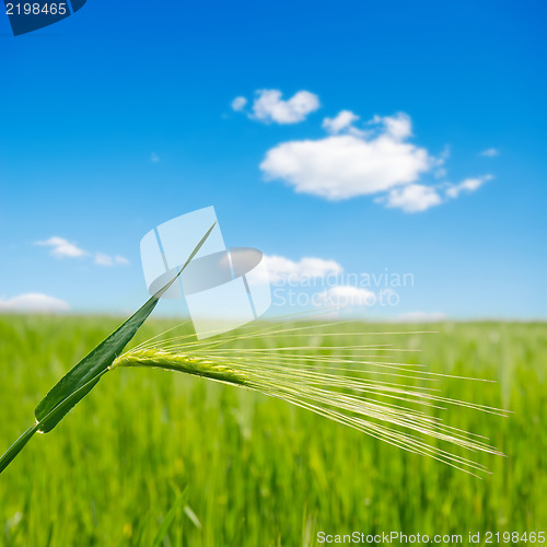 Image of green ear over field. soft focus