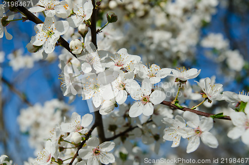 Image of blooming spring tree branches with white flowers