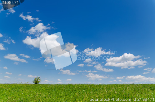 Image of field with green grass under deep blue sky