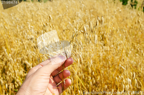 Image of golden harvest in hand over field
