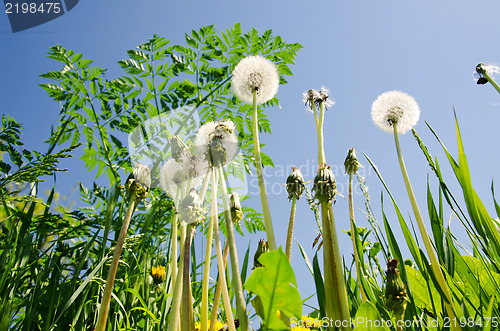 Image of spring meadow with dandelions