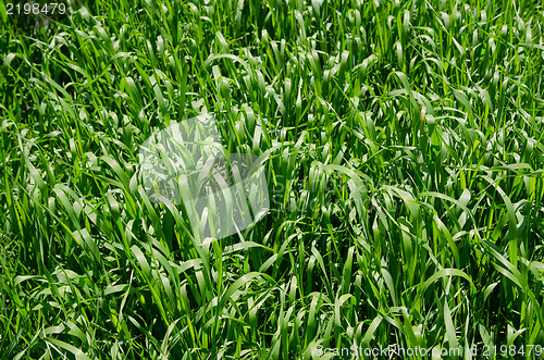 Image of green grass as background