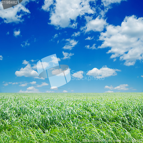 Image of field with green Sudan grass under deep blue sky with clouds