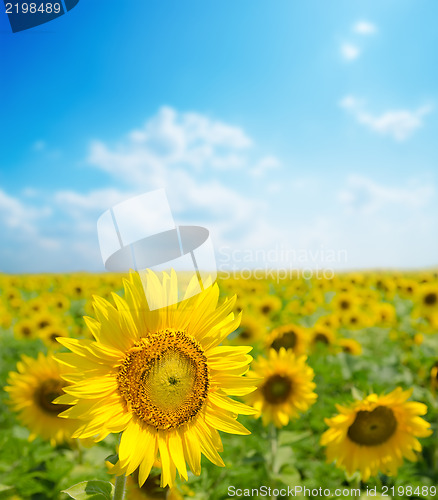 Image of sunflower close up on field