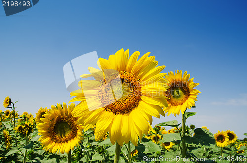 Image of sunflower close up on field