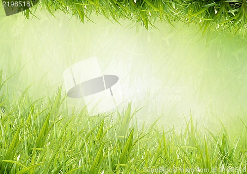 Image of  grass