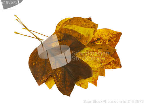 Image of brightly tulip tree leaves lay on top each other 